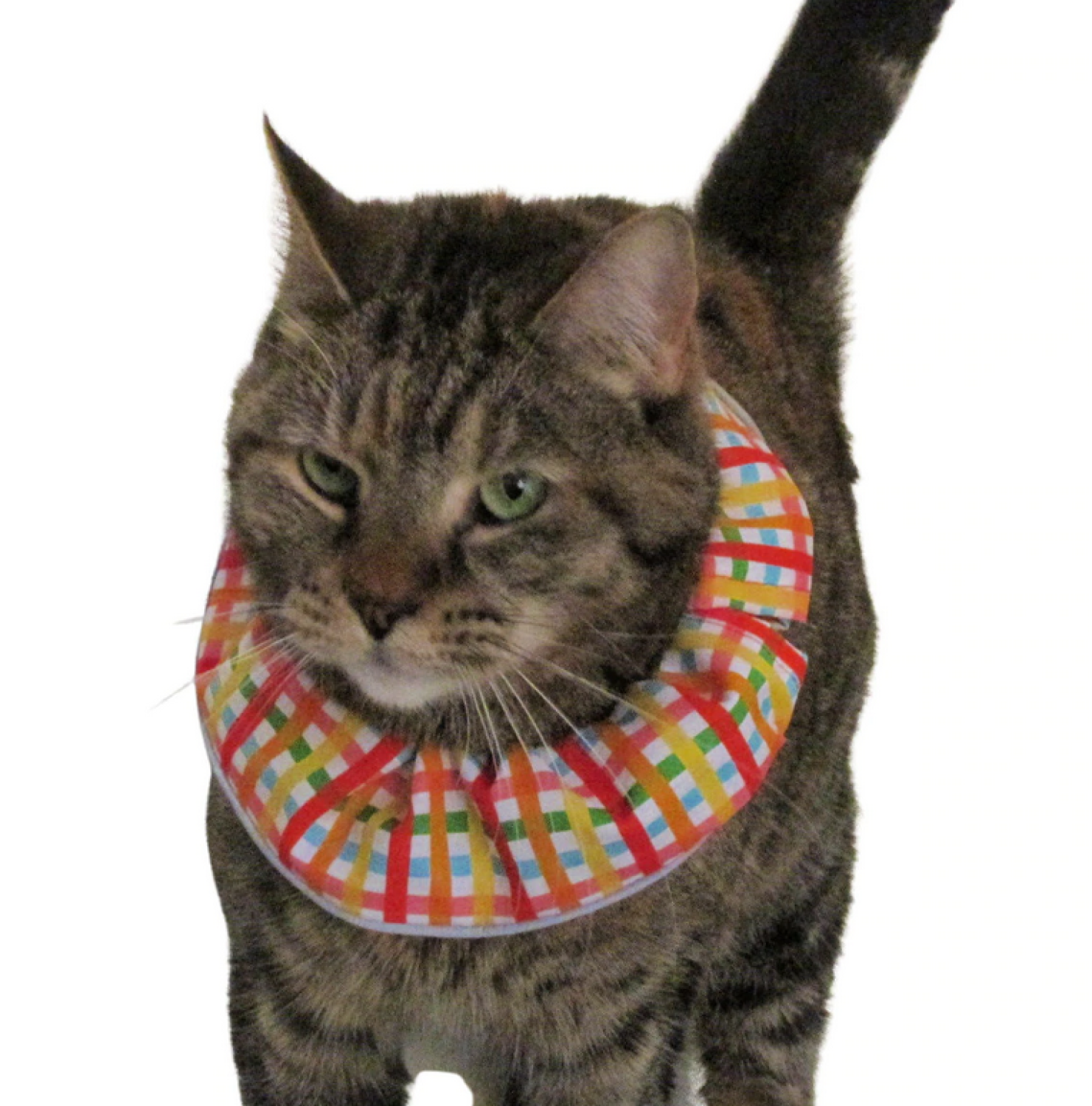 Birdsbesafe® Katzen-Halskrause Crayon